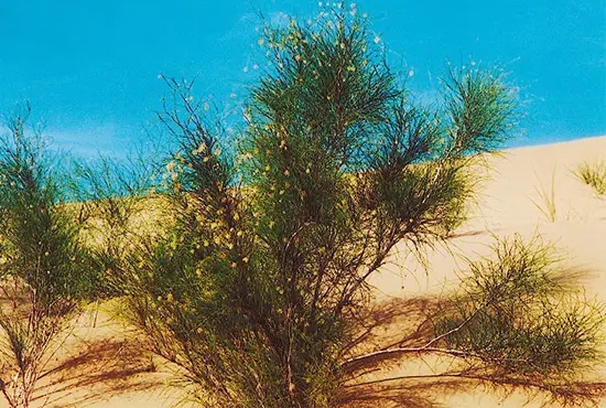 77.webp.jpg 77.webp.jpg