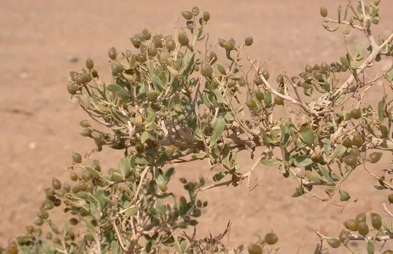 76.webp.jpg 76.webp.jpg