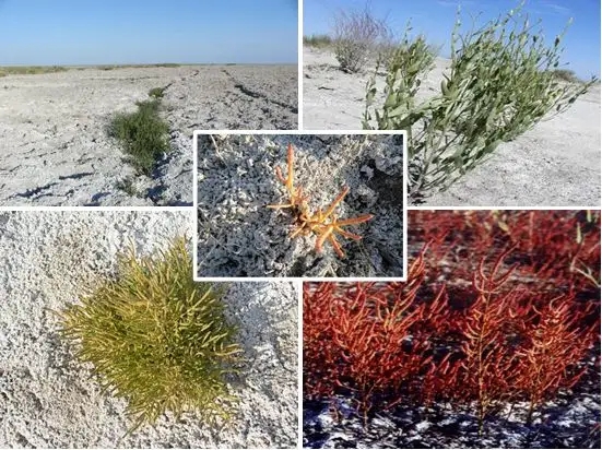 78.webp.jpg 78.webp.jpg