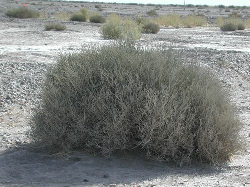 55.jpg