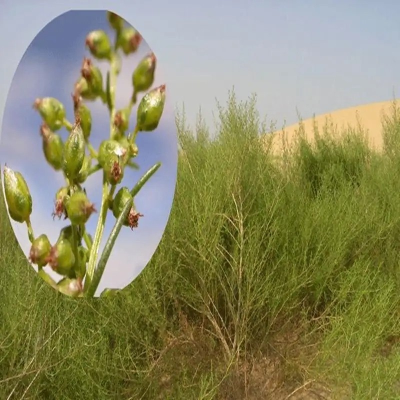 68.webp.jpg 68.webp.jpg