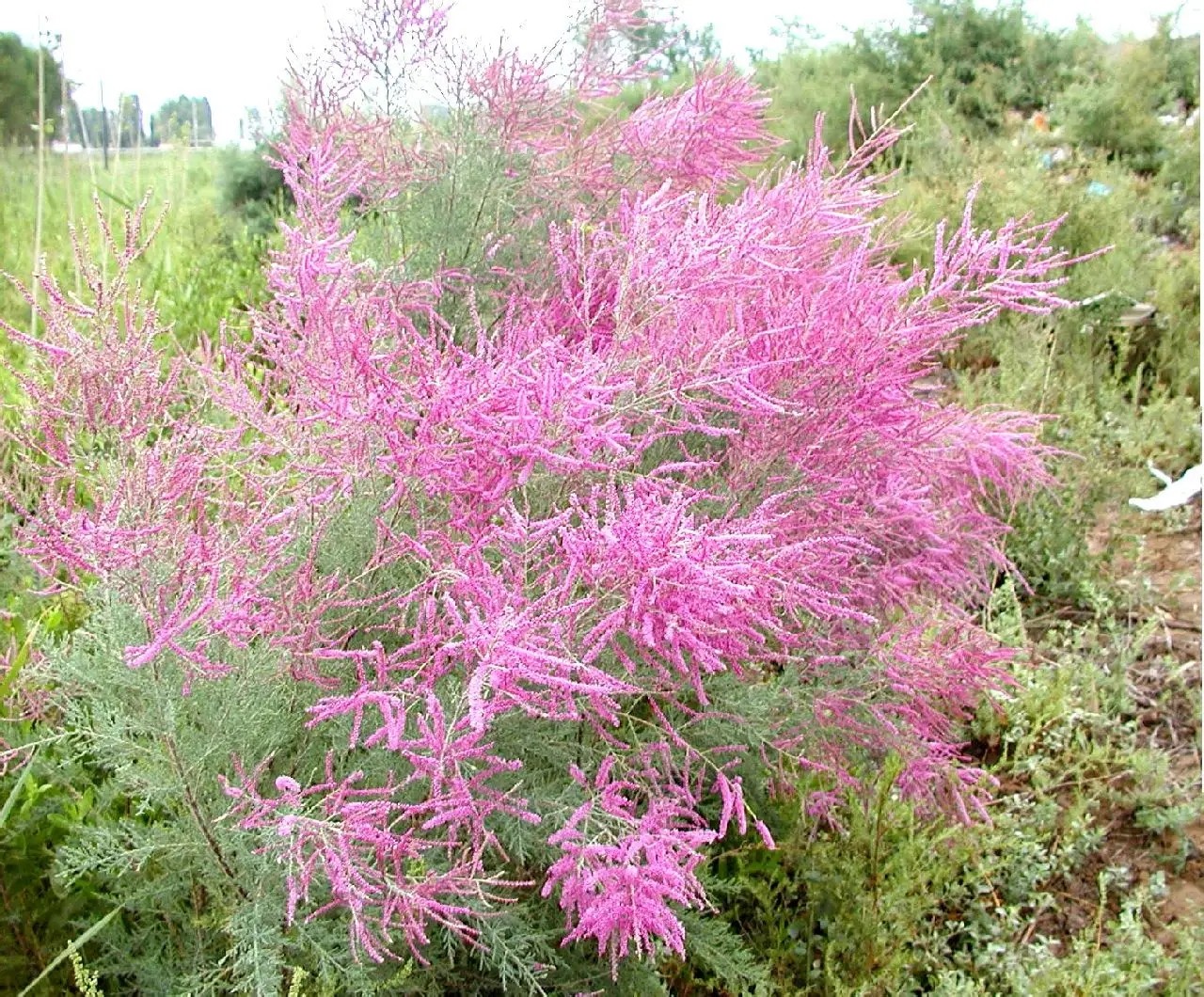 185.webp.jpg 185.webp.jpg