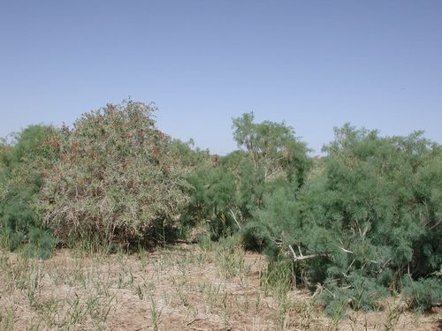 153.jpg