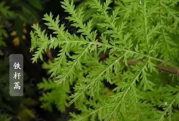 70.webp.jpg 70.webp.jpg