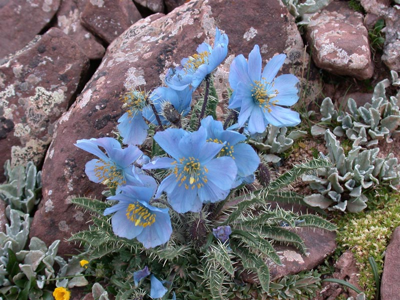 图片337.png 图片337.png