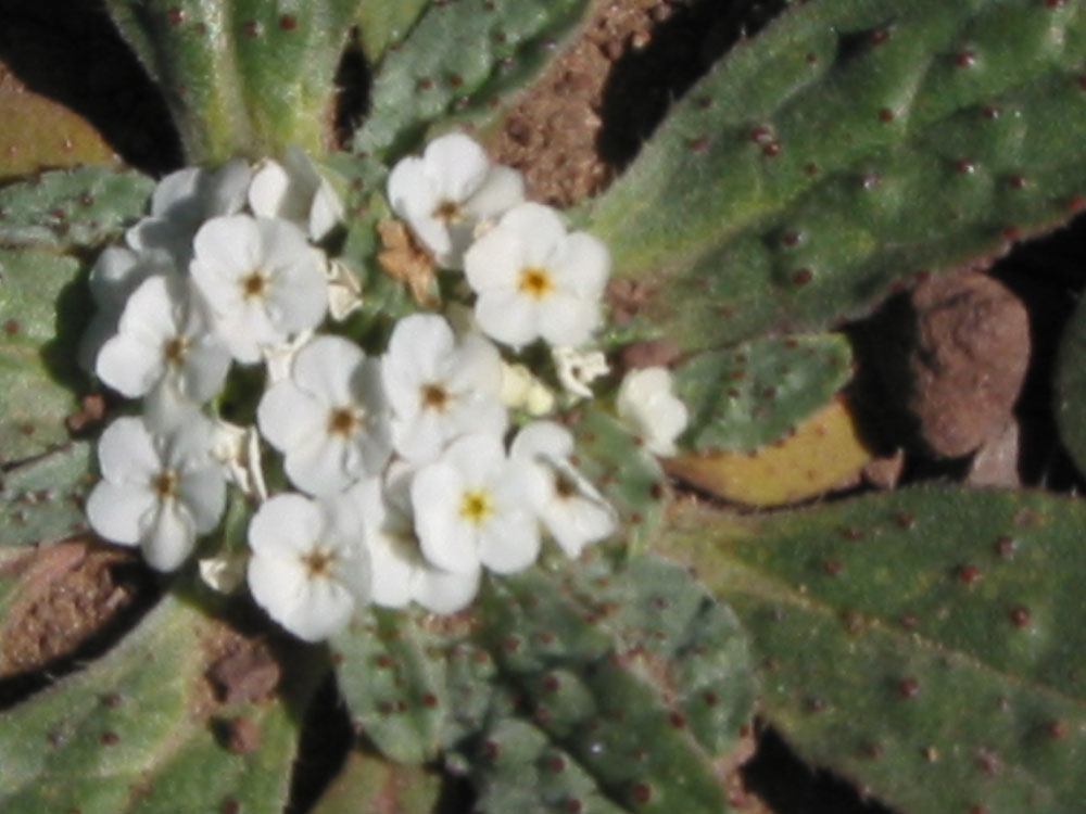 图片341.png 图片341.png