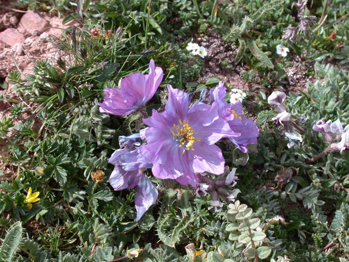 图片335.png 图片335.png