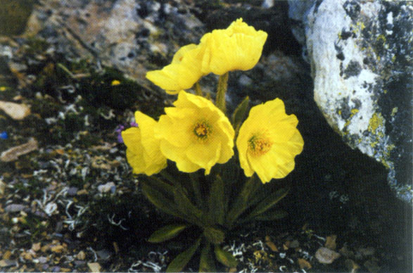 图片350.png 图片350.png