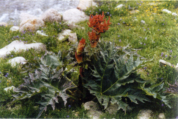 图片351.png 图片351.png