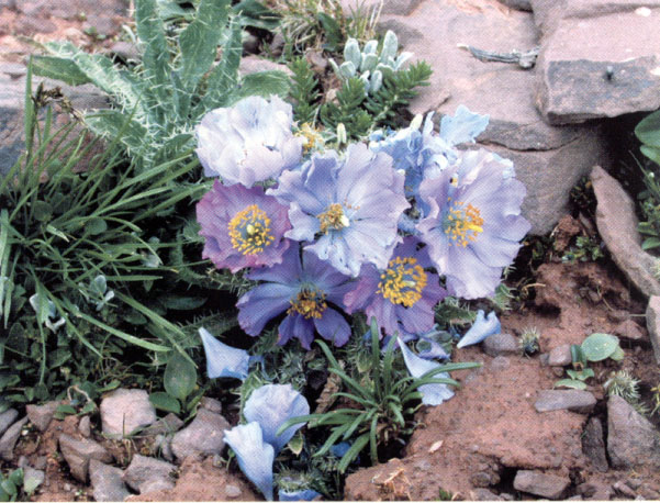 图片352.png 图片352.png