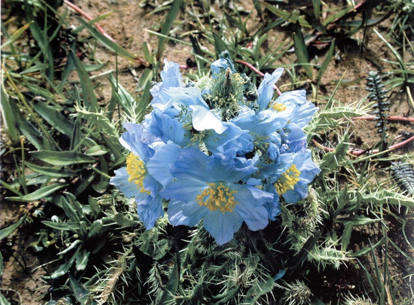 图片355.png 图片355.png