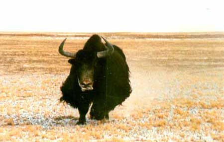 图片382.png 图片382.png