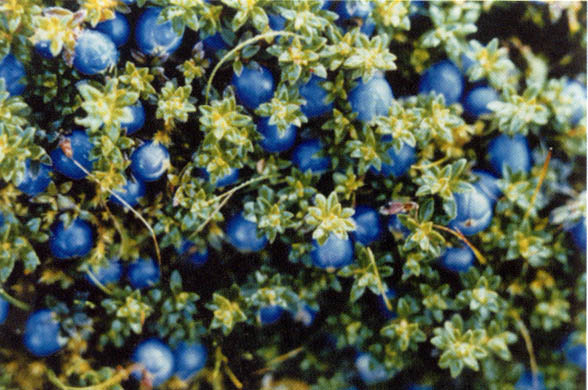 图片343.png 图片343.png