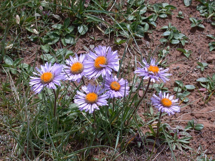 图片336.png 图片336.png