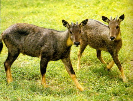 图片378.png 图片378.png