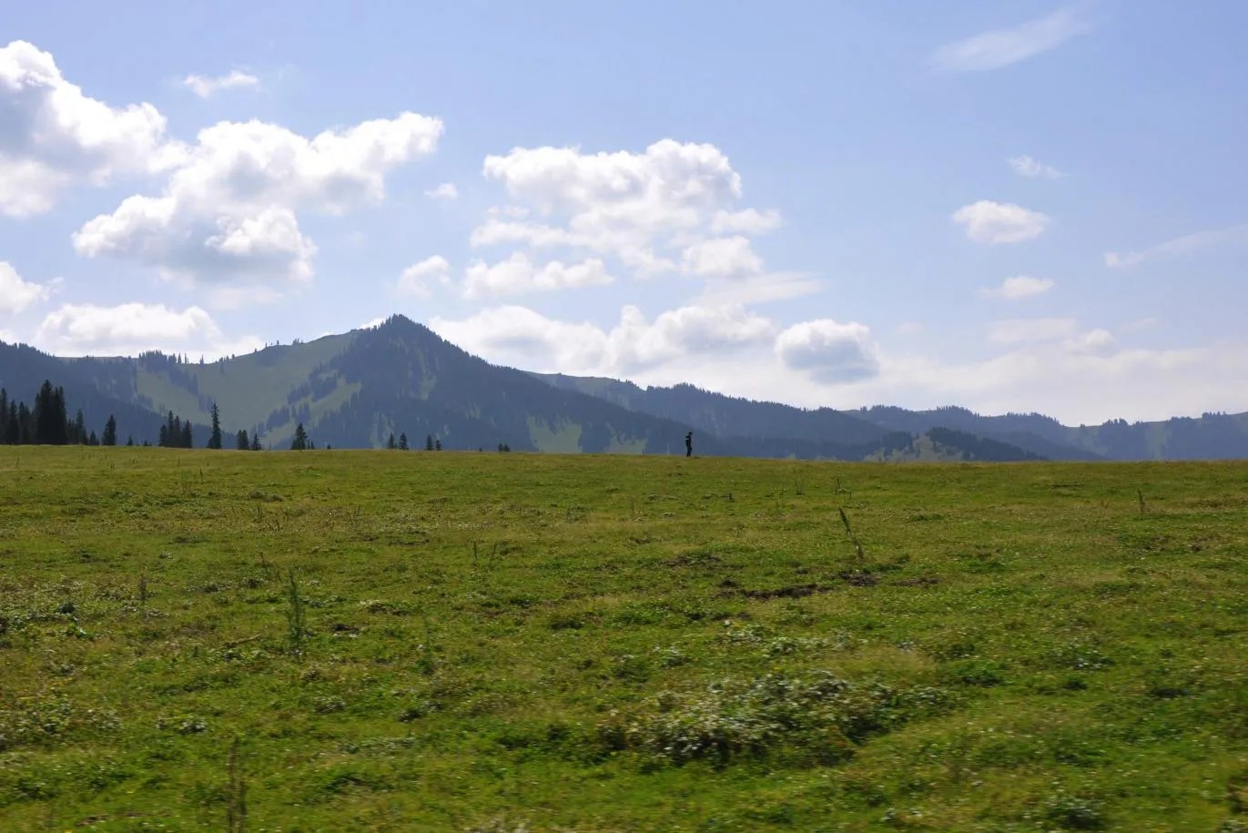 高山草丛.jpg 高山草丛.jpg