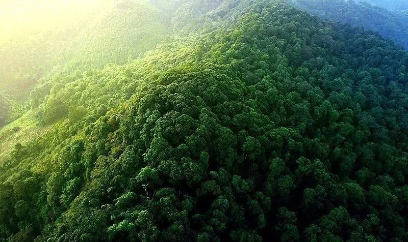 森林群落.jpg 森林群落.jpg