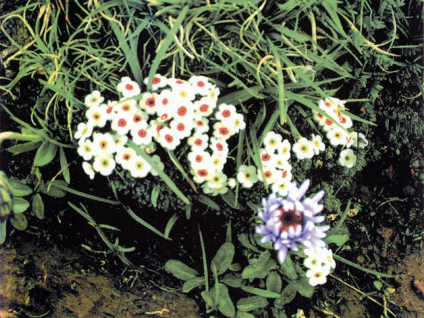 图片345.png 图片345.png