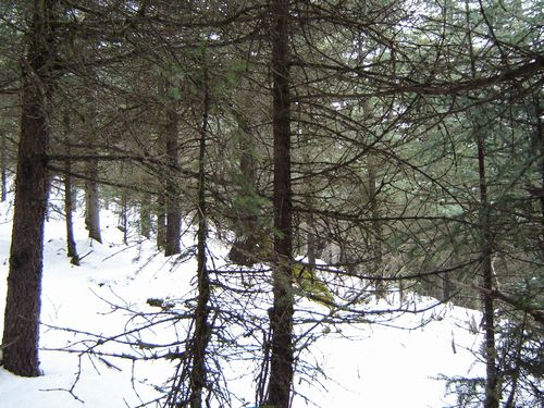 图片370.png 图片370.png