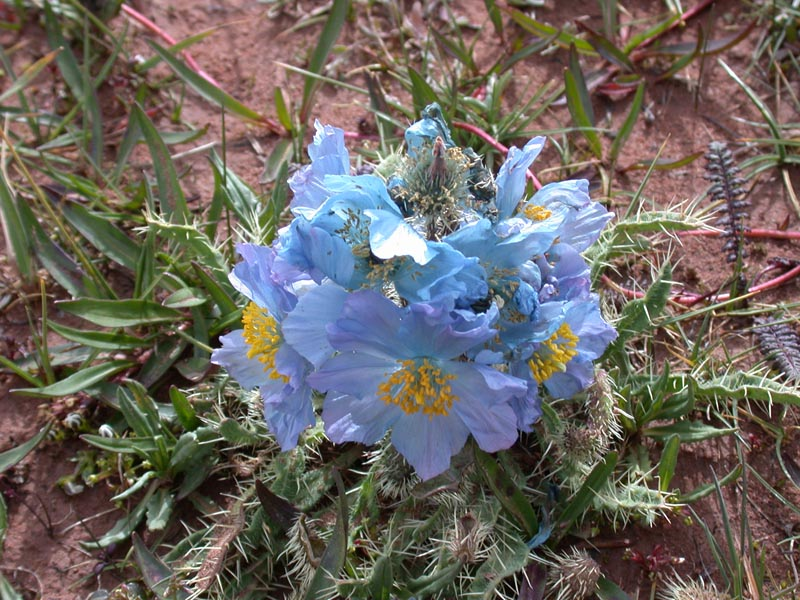 图片338.png 图片338.png