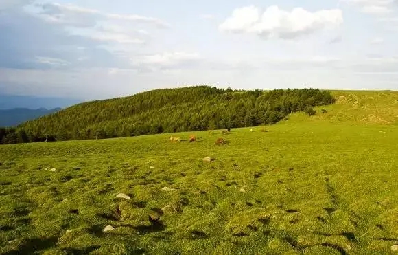 高寒草甸2.jpg 高寒草甸2.jpg