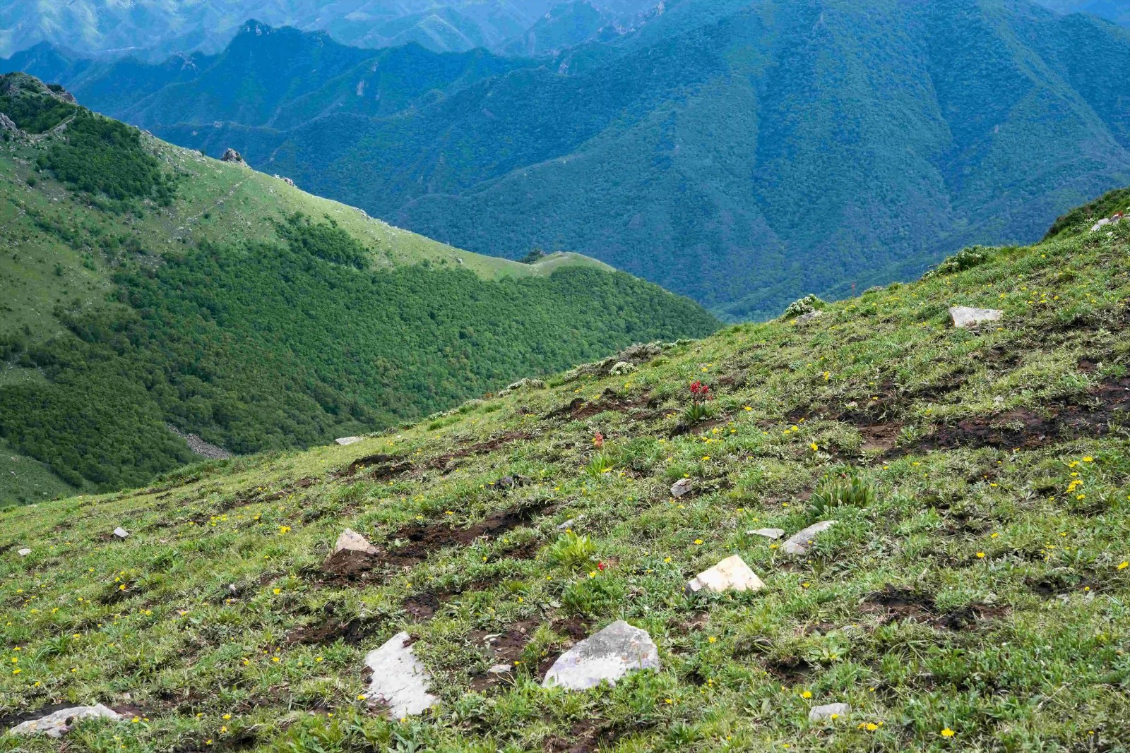 高山灌丛草甸1.jpg 高山灌丛草甸1.jpg