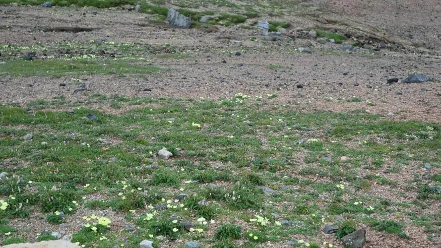 高山苔原植被.jpg 高山苔原植被.jpg