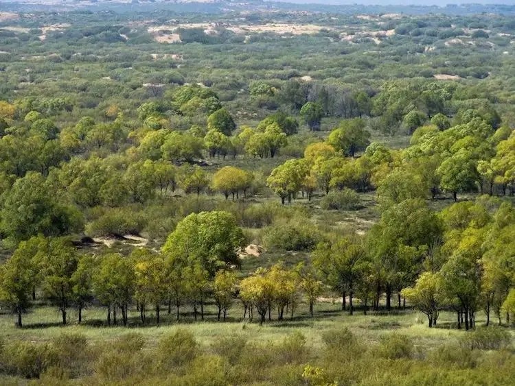 绿洲2.jpg 绿洲2.jpg