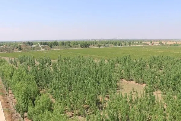 绿洲区-3.webp.jpg 绿洲区-3.webp.jpg