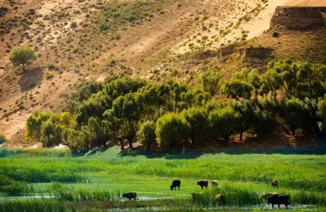 绿洲区-4.png 绿洲区-4.png