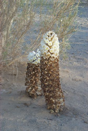 图片11.png 图片11.png