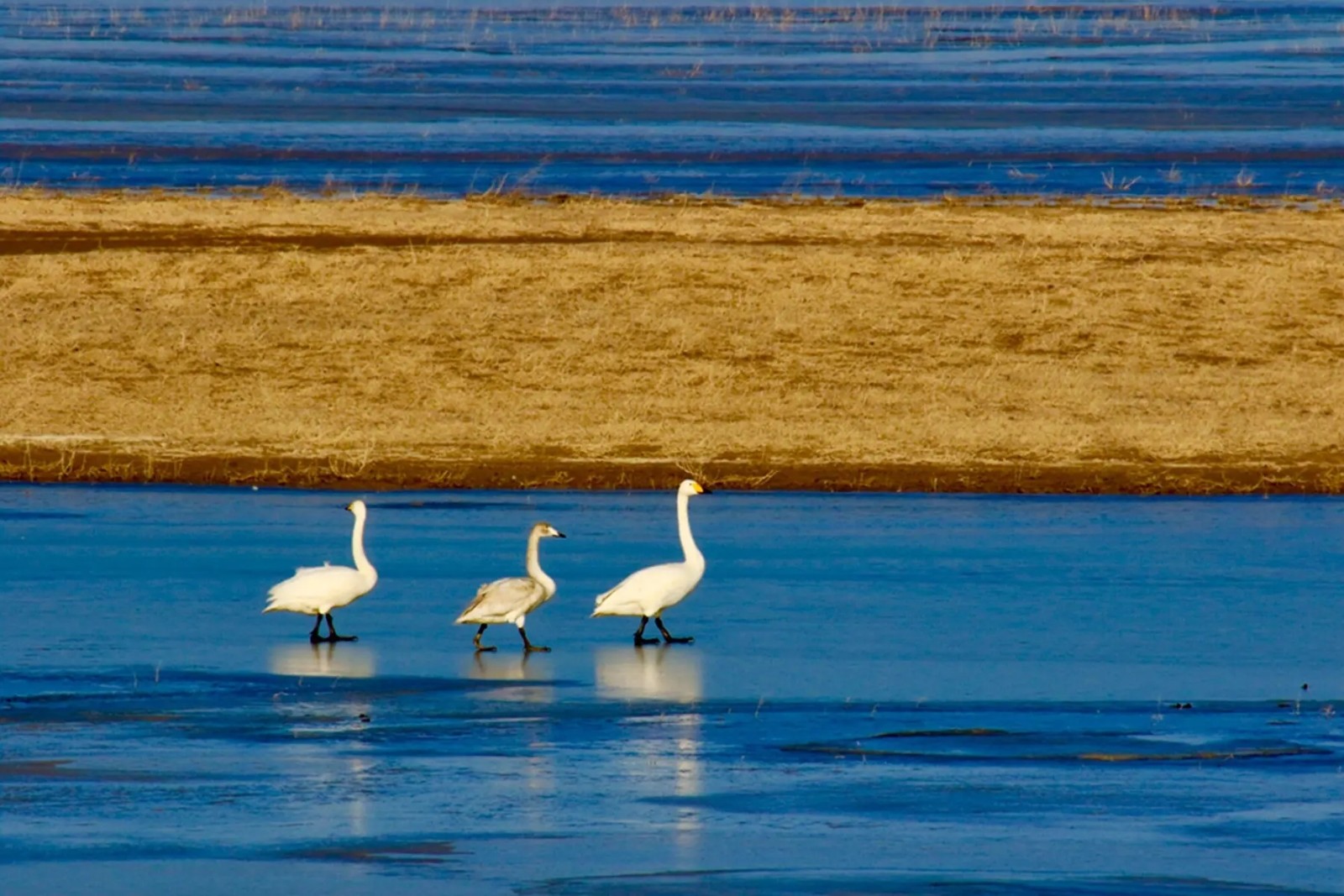 46.webp.jpg 46.webp.jpg