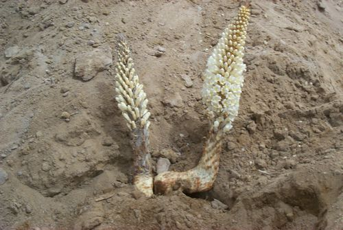 图片8.png 图片8.png