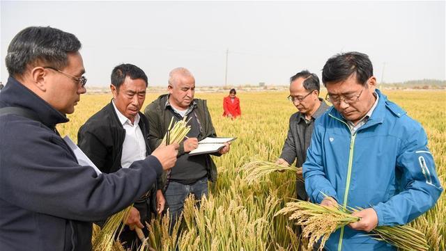 水稻.jpg 水稻.jpg